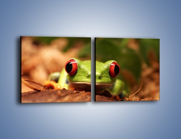 Obraz na płótnie – Bystre oczka małej żabki – dwuczęściowy kwadratowy poziomy Z023