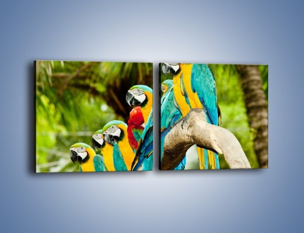 Obraz na płótnie – Kolorowe papugi w szeregu – dwuczęściowy kwadratowy poziomy Z029