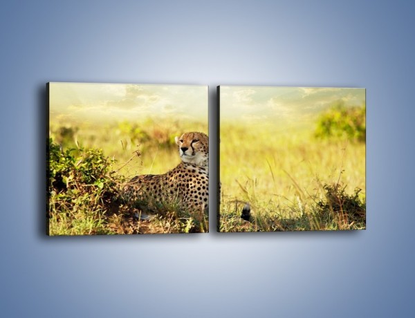 Obraz na płótnie – Relaks z gepardem w cieniu – dwuczęściowy kwadratowy poziomy Z040
