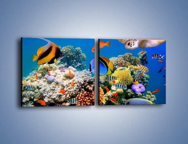 Obraz na płótnie – Wodny świat ryb – dwuczęściowy kwadratowy poziomy Z041