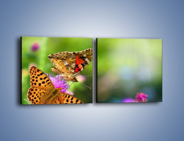 Obraz na płótnie – Świat kolorowych motyli – dwuczęściowy kwadratowy poziomy Z053