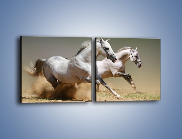 Obraz na płótnie – Białe konie w pustynnym galopie – dwuczęściowy kwadratowy poziomy Z055