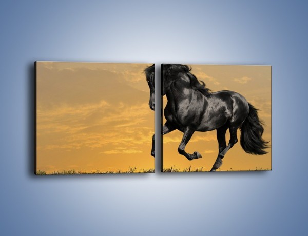 Obraz na płótnie – Bieg z koniem po polanie – dwuczęściowy kwadratowy poziomy Z057
