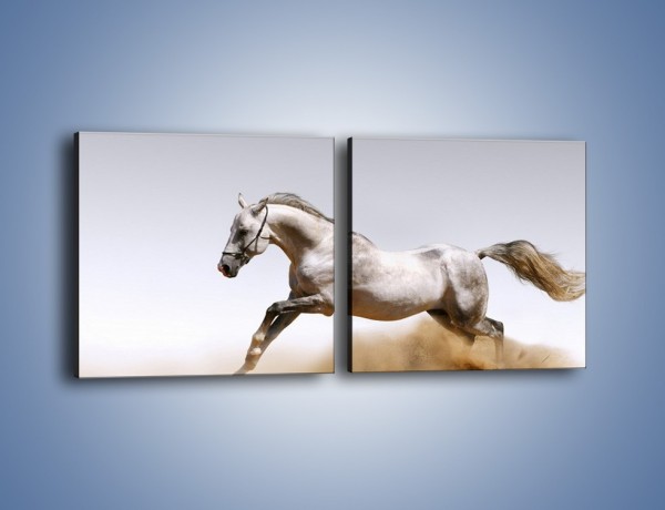 Obraz na płótnie – Srebrny koń w galopie – dwuczęściowy kwadratowy poziomy Z062