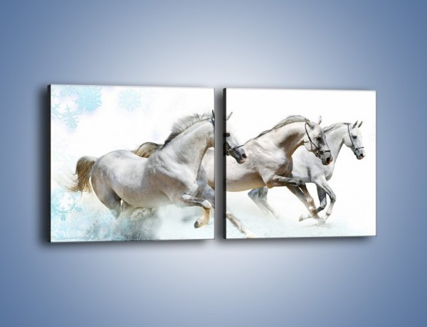 Obraz na płótnie – Końskie trio w zimowym pędzie – dwuczęściowy kwadratowy poziomy Z063