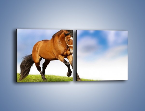 Obraz na płótnie – Przejażdżka na brązowym koniu – dwuczęściowy kwadratowy poziomy Z064