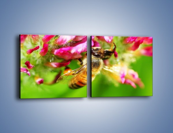Obraz na płótnie – Pszczoły kochają kwiaty – dwuczęściowy kwadratowy poziomy Z065