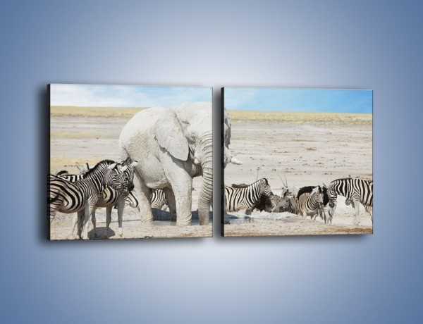 Obraz na płótnie – Słoń i jego przyjaciele – dwuczęściowy kwadratowy poziomy Z080