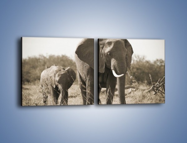 Obraz na płótnie – Wędrówki słoni przez sawannę – dwuczęściowy kwadratowy poziomy Z081
