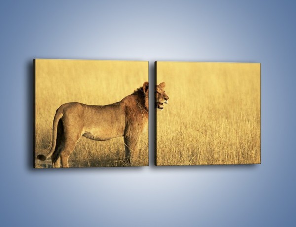 Obraz na płótnie – Czujny wzrok lwicy – dwuczęściowy kwadratowy poziomy Z091