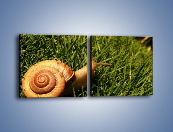 Obraz na płótnie – Z ślimakiem przez łąkę – dwuczęściowy kwadratowy poziomy Z103