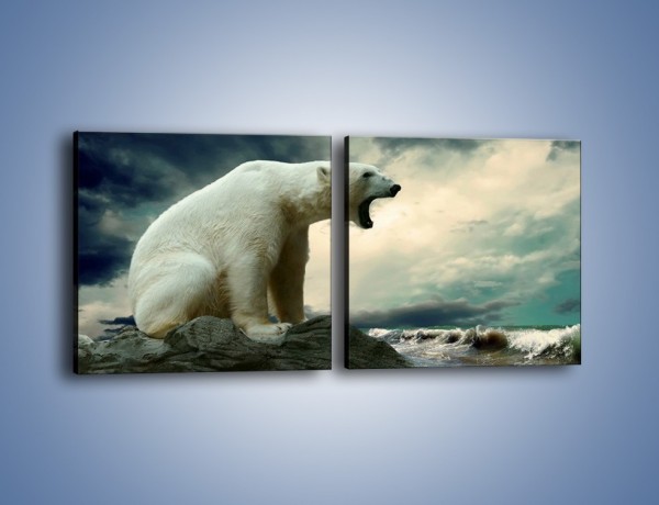 Obraz na płótnie – Donośny krzyk polarnego niedźwiedzia – dwuczęściowy kwadratowy poziomy Z114