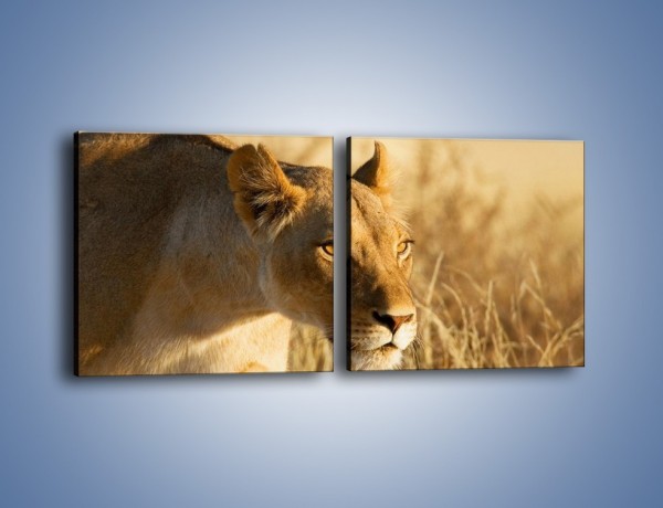 Obraz na płótnie – Polowanie z lwicą – dwuczęściowy kwadratowy poziomy Z132