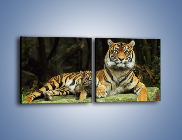 Obraz na płótnie – Tygrysia mamusia z maleństwem – dwuczęściowy kwadratowy poziomy Z138