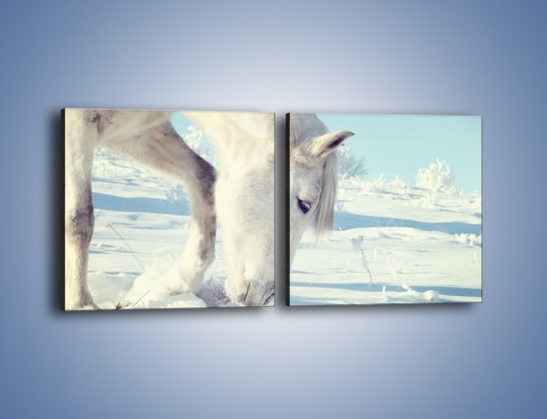 Obraz na płótnie – Arab w śnieżnym puchu – dwuczęściowy kwadratowy poziomy Z144