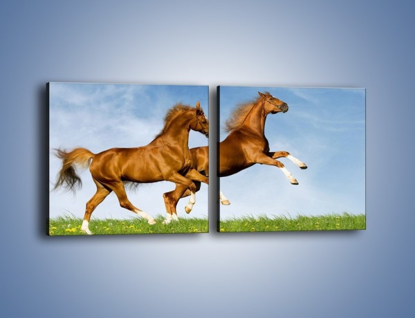 Obraz na płótnie – Skok przez pole z końmi – dwuczęściowy kwadratowy poziomy Z147