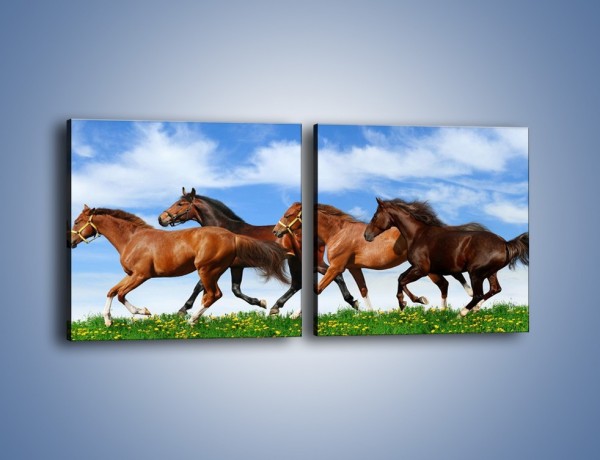 Obraz na płótnie – Galopujące stado brązowych koni – dwuczęściowy kwadratowy poziomy Z172