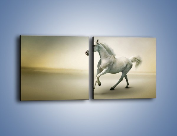 Obraz na płótnie – Samotny wieczór z białym koniem – dwuczęściowy kwadratowy poziomy Z175