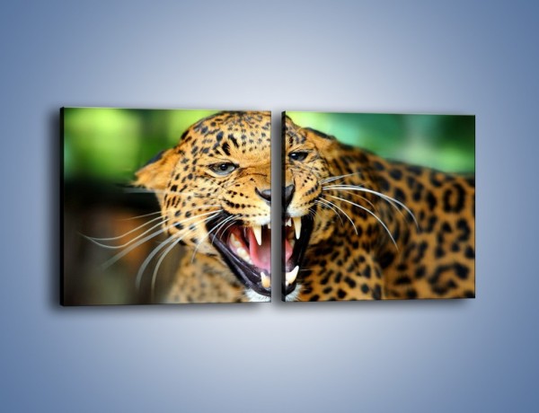 Obraz na płótnie – Jaguar z pazurem – dwuczęściowy kwadratowy poziomy Z184