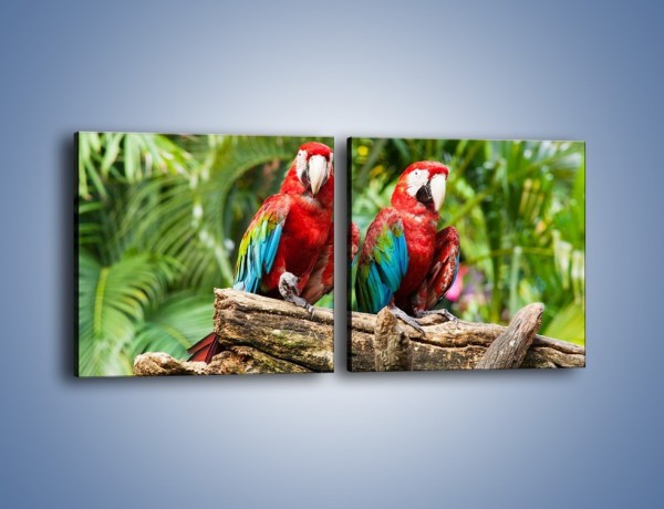 Obraz na płótnie – Papużki nierozłączki – dwuczęściowy kwadratowy poziomy Z188
