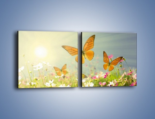Obraz na płótnie – Z motylem wśród kwiatów – dwuczęściowy kwadratowy poziomy Z193