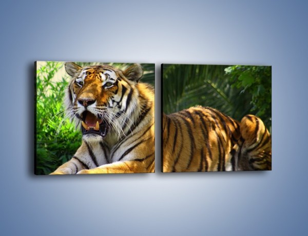 Obraz na płótnie – Cała duma tygrysa – dwuczęściowy kwadratowy poziomy Z199