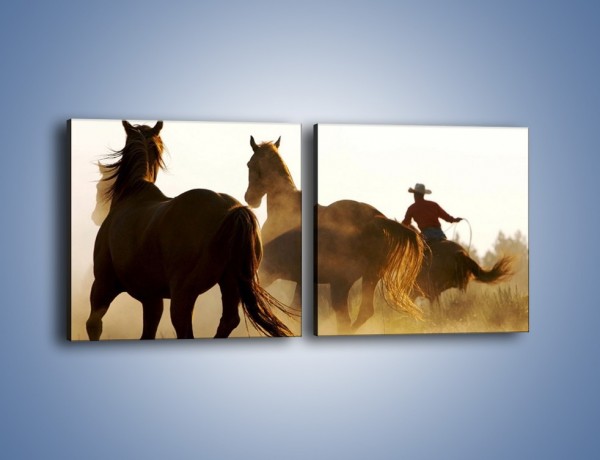 Obraz na płótnie – Cowboy wśród koni – dwuczęściowy kwadratowy poziomy Z206