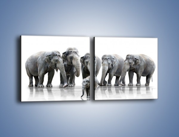 Obraz na płótnie – Na przyjęciu u słoniątka – dwuczęściowy kwadratowy poziomy Z209