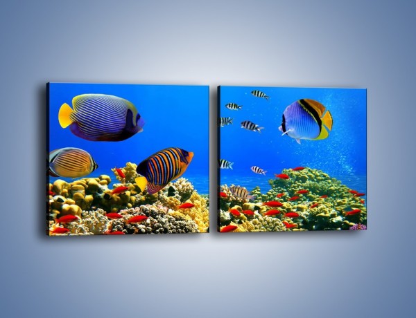 Obraz na płótnie – Kolory tęczy pod wodą – dwuczęściowy kwadratowy poziomy Z220