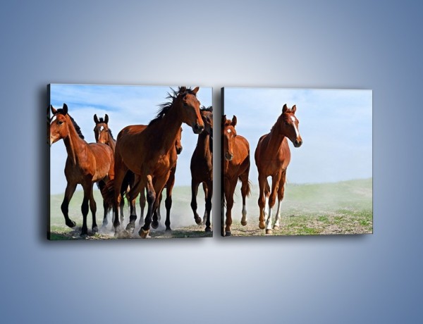 Obraz na płótnie – Konie na wybiegu – dwuczęściowy kwadratowy poziomy Z222