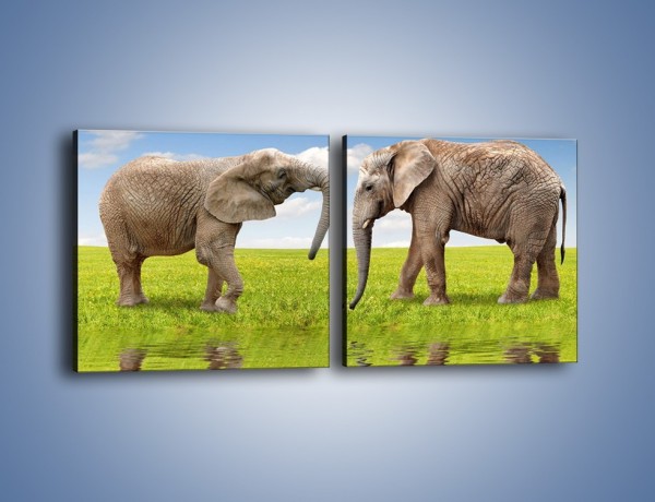 Obraz na płótnie – Poważne rozmowy słoni – dwuczęściowy kwadratowy poziomy Z228