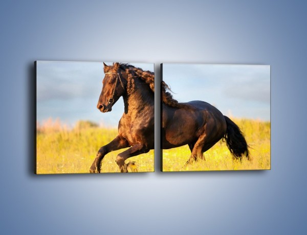 Obraz na płótnie – Dziki koń i jego mięśnie – dwuczęściowy kwadratowy poziomy Z232