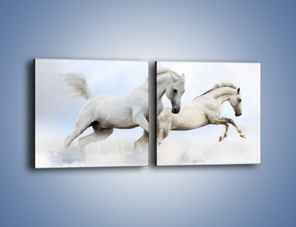 Obraz na płótnie – Białe konie i biały śnieg – dwuczęściowy kwadratowy poziomy Z239