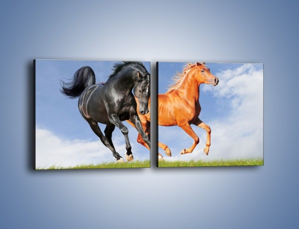 Obraz na płótnie – Czarny rudy i koń – dwuczęściowy kwadratowy poziomy Z241
