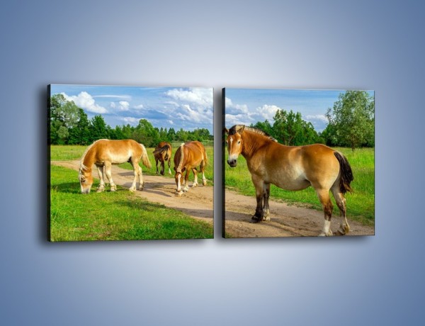 Obraz na płótnie – Konie z gospodarstwa – dwuczęściowy kwadratowy poziomy Z242