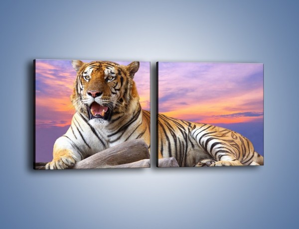 Obraz na płótnie – Tygrys o zachodzie słońca – dwuczęściowy kwadratowy poziomy Z246