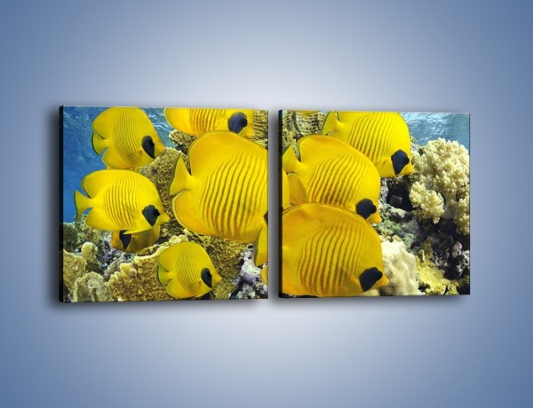 Obraz na płótnie – Słoneczne ryby w oceanie – dwuczęściowy kwadratowy poziomy Z252