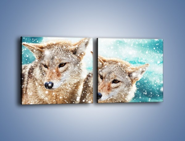 Obraz na płótnie – Zaciekawione wilki w płatkach śniegu – dwuczęściowy kwadratowy poziomy Z257