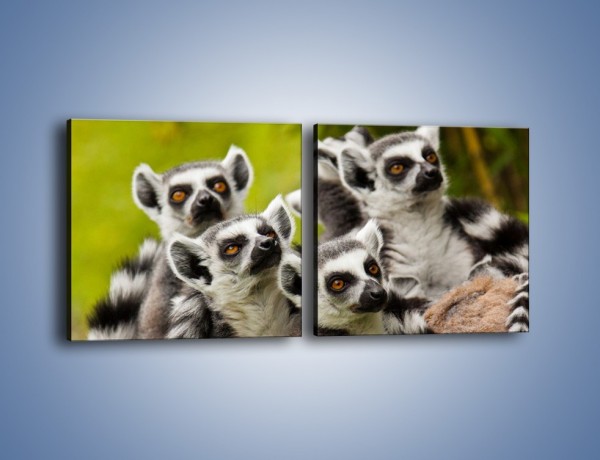 Obraz na płótnie – Wszystko wiedzące lemury – dwuczęściowy kwadratowy poziomy Z259