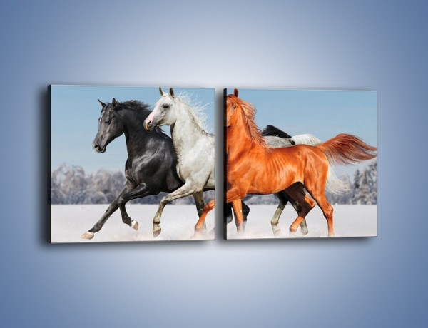 Obraz na płótnie – Konie w kolorach – dwuczęściowy kwadratowy poziomy Z261