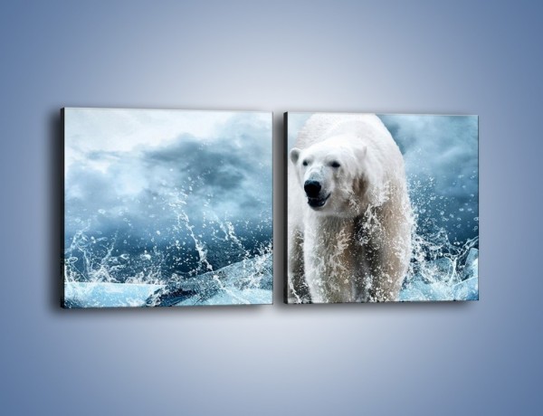 Obraz na płótnie – Polarny niedźwiedź na lodzie – dwuczęściowy kwadratowy poziomy Z264