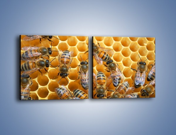 Obraz na płótnie – Pszczoły na plastrze miodu – dwuczęściowy kwadratowy poziomy Z265