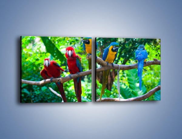 Obraz na płótnie – Obrażona koleżanka w gronie papug – dwuczęściowy kwadratowy poziomy Z269
