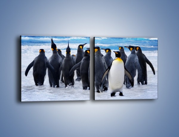 Obraz na płótnie – Narada pingwiniej rodziny – dwuczęściowy kwadratowy poziomy Z272