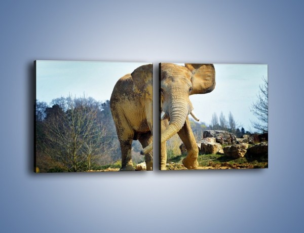 Obraz na płótnie – Ciężkie życie słonia – dwuczęściowy kwadratowy poziomy Z273