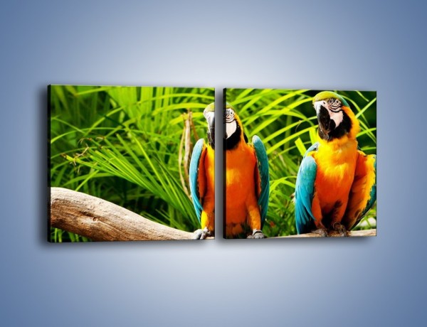 Obraz na płótnie – Papugi na tle paproci – dwuczęściowy kwadratowy poziomy Z278