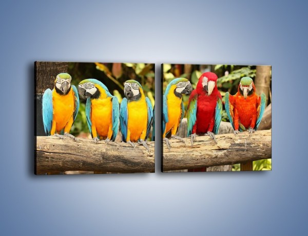 Obraz na płótnie – Sześć papug czeka na siódmego – dwuczęściowy kwadratowy poziomy Z279