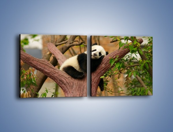 Obraz na płótnie – Sen pandy na drzewie – dwuczęściowy kwadratowy poziomy Z286