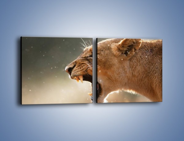 Obraz na płótnie – Ostrzeżenie lwiej samicy – dwuczęściowy kwadratowy poziomy Z299