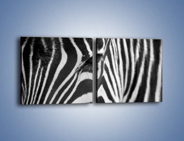 Obraz na płótnie – Zebra z bliska – dwuczęściowy kwadratowy poziomy Z301